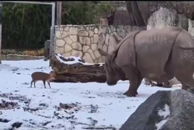 Rhinoceros gently playing with muntjac!