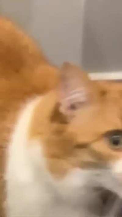 Was told to put this here, here’s my squeaker compilation