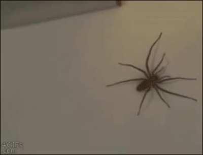 This giant spider and this guy teasing it