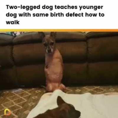 2 legged dog teaches younger dog with same birth defect how to walk