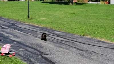 What's wrong with this porcupine?