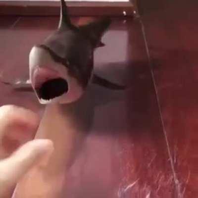 Thanks, I hate animatronic rubber shark