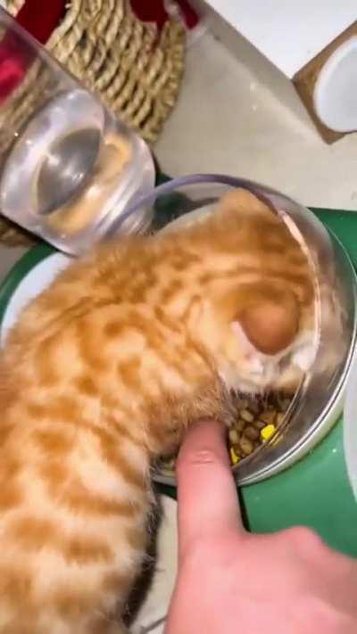 Joey doesn't share food