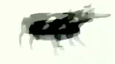 This cow wants to dance for you caw caw