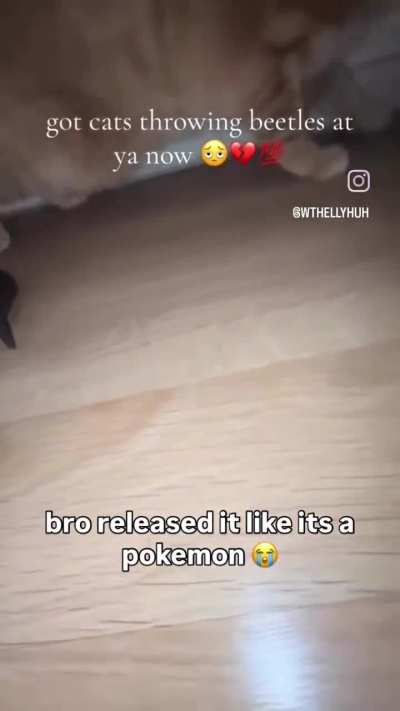 Monster POV after an insect glaive user finally gets on the ground: