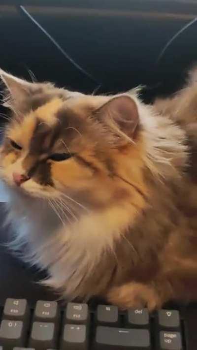 Cat chirping at me. How am I supposed to work under these conditions? 😂