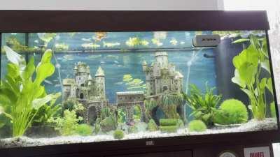 Is there a reason the majority of my fish are staying on the left side?