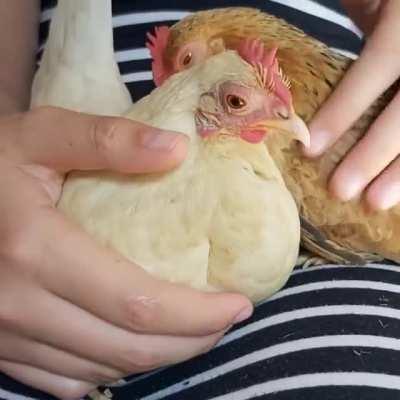 Janice and Lilly = lap hens