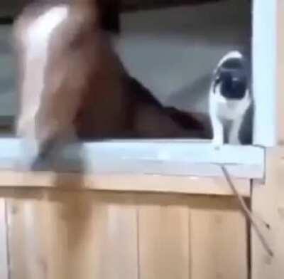 I got in trouble for doing this to my cat