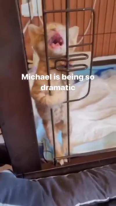 And the A-CAT-EMY award goes to... Michael 