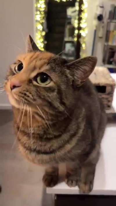 This cat looks like a cartoon character 🐱