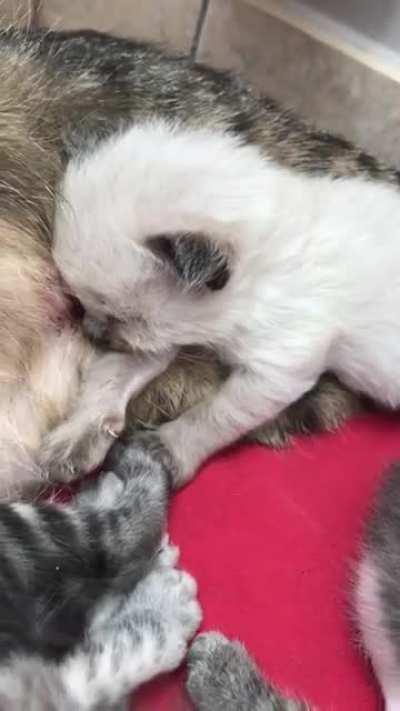 Criminal suffers milk overdose