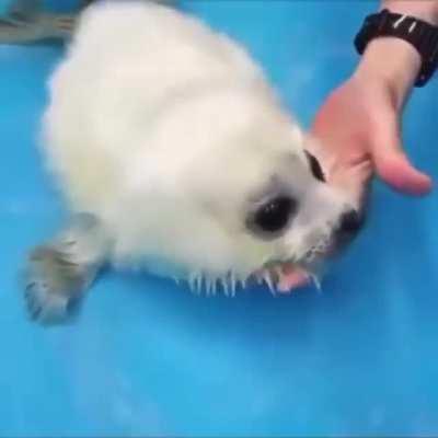 Orphaned seal pup. Cutest thing I've ever seen