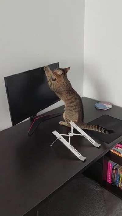 Why is my cat doing this? it happens on multiple surfaces. She is not using her claws to do it