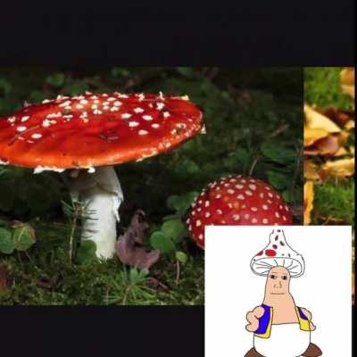 Been dreaming of A. Muscaria recently