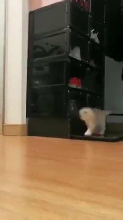 The cutest scare I've ever seen. .