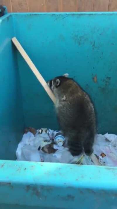 This absolute unit of a raccoon