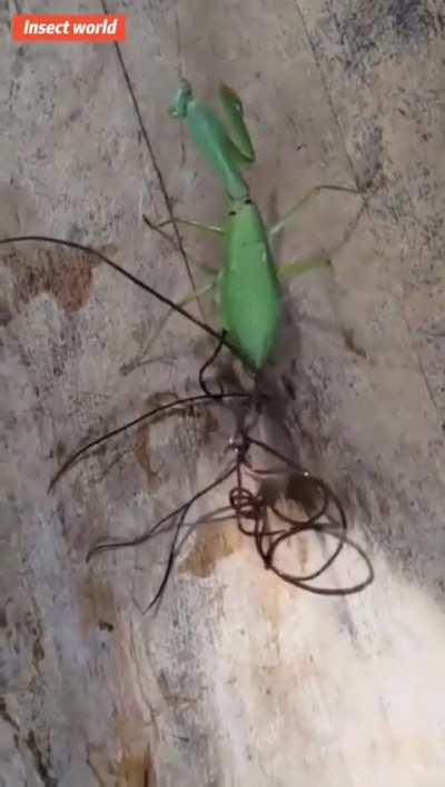 🔥 Chordodes formosanus is a horsehair worm that has the praying mantis as its definitive host. They can grow up to 90 cm long and can be extremely dangerous for their host
