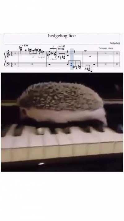Hedgehog Licc