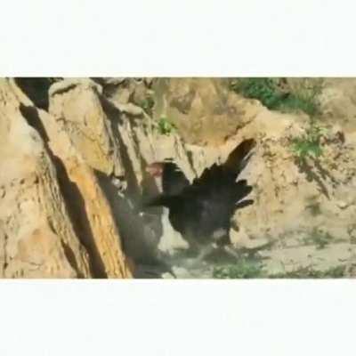 Attacking baby chicks while mom is near