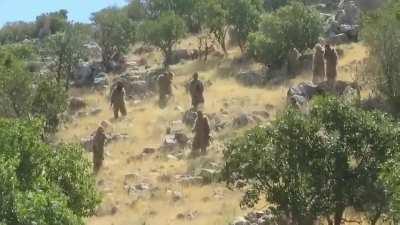 Funny - Try to find the guerrilla in camouflage...really good cover!