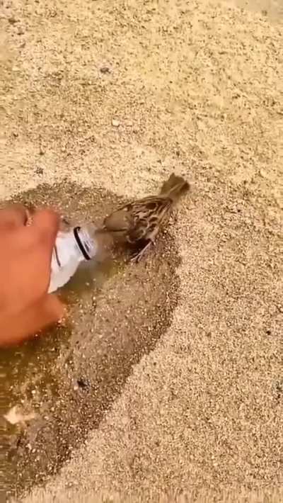 Guy offers water to dying bird