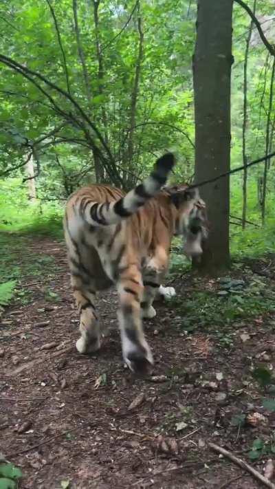 The way the tiger sniffs his face 😖