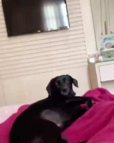 Novo ser do folclore brasileiro: Gusttavo Lima