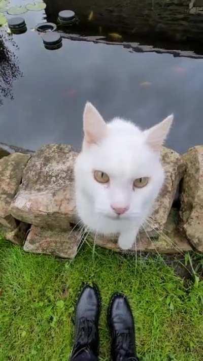 Country side cat tap attempts