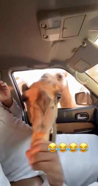 Hump day with the homie