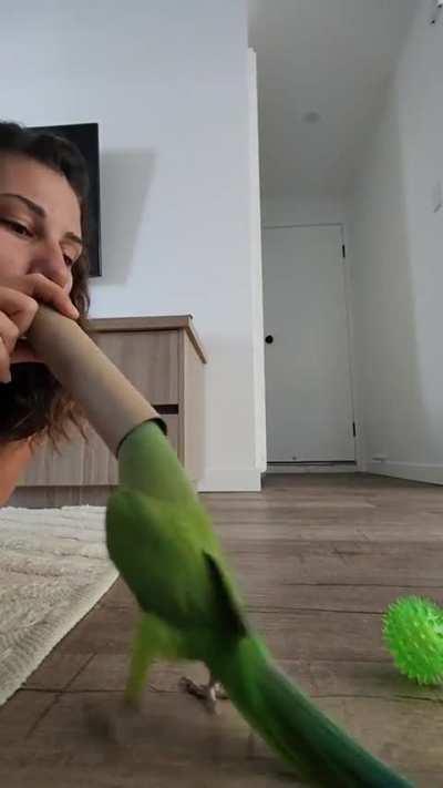 The paper tower roll never disappoints..