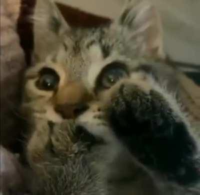 Cat Sucking it’s paw like a baby