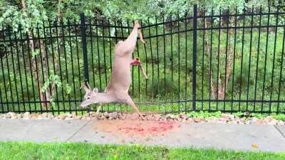 Deer caught on fence