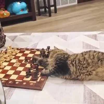 I'm trying to find the best response for this opening. What do you think guys?