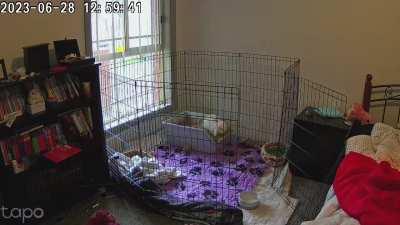 Cucumber, my absolutely delightful and very deaf foster decided to show me just how many brain cells he has