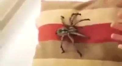 Thanks, I love this cuddly spider