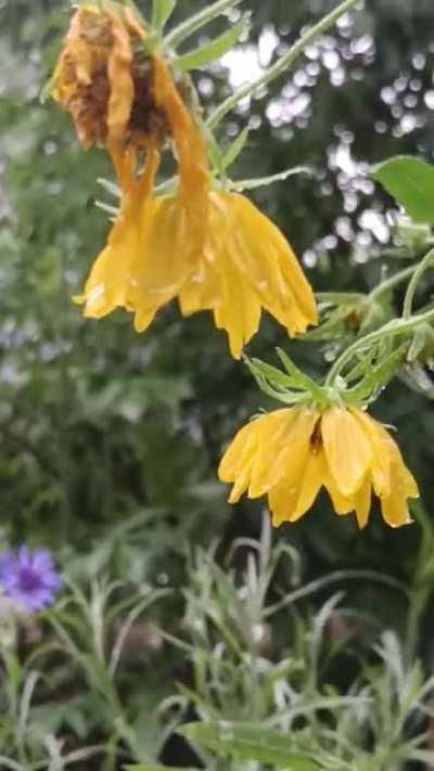 April showers soaking it's own flowers; today in Central Florida. Enjoy!