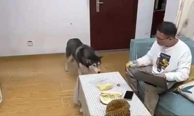 Dog smell Durian 😃