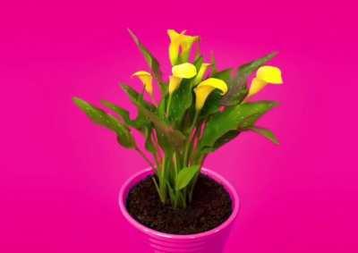 ••• (sound on) (kevin perry on youtube)