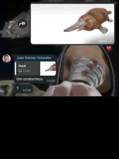 Um ornintorrinco ?