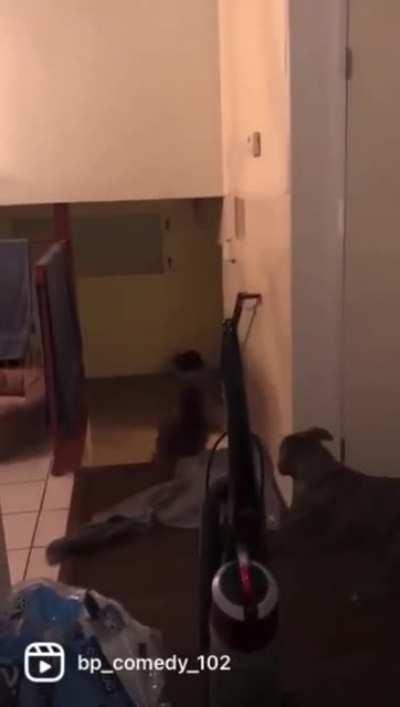 HMC while I play a trick on the dog