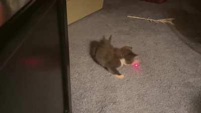 This little pointy tailed cutie was dumped in my front yard today. Sadly I can’t keep him because I already have 3 cats that are prepared to commit murder, but I’m enjoying him until he finds a new forever home.