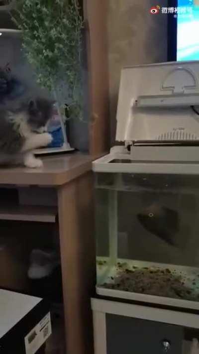 In Russia, fish eats cat