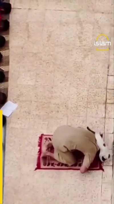 Cat plays with Imam.