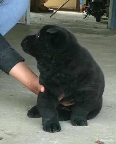 Cute black pup