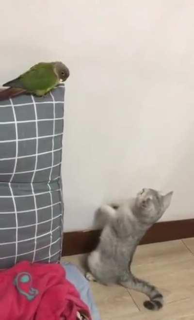 to touch da birdy
