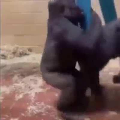 Entrenando para la pelicula con godzilla