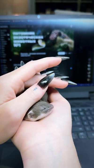 Ever seen a Baby Weasel?