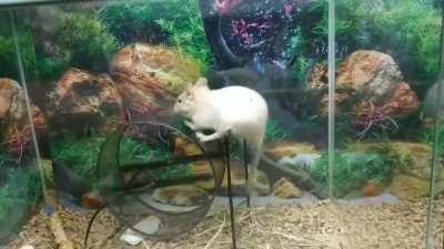 Первый день в качалке