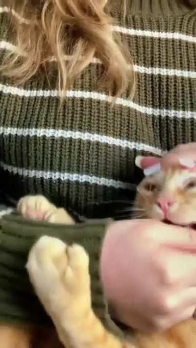 Trying to cuddle an orange cat.